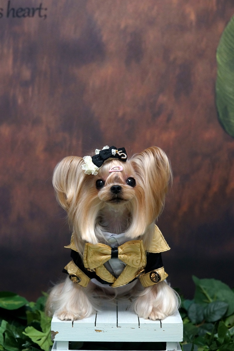 Handmade Dog Clothes Luxurious - Suitsupply Wedding Tuxedo recension och pris